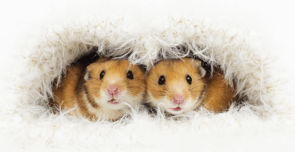 Rat/Mouse/Hamster Care Certification - Knowledge Pathways International